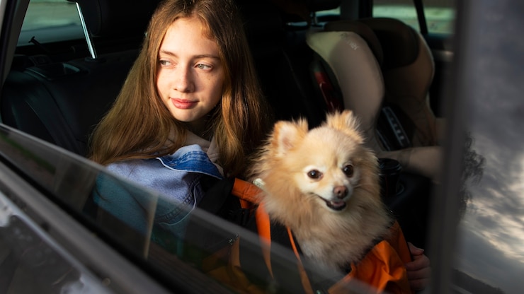 dog transportation service