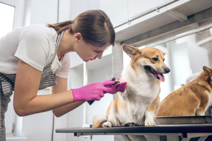 pet grooming services