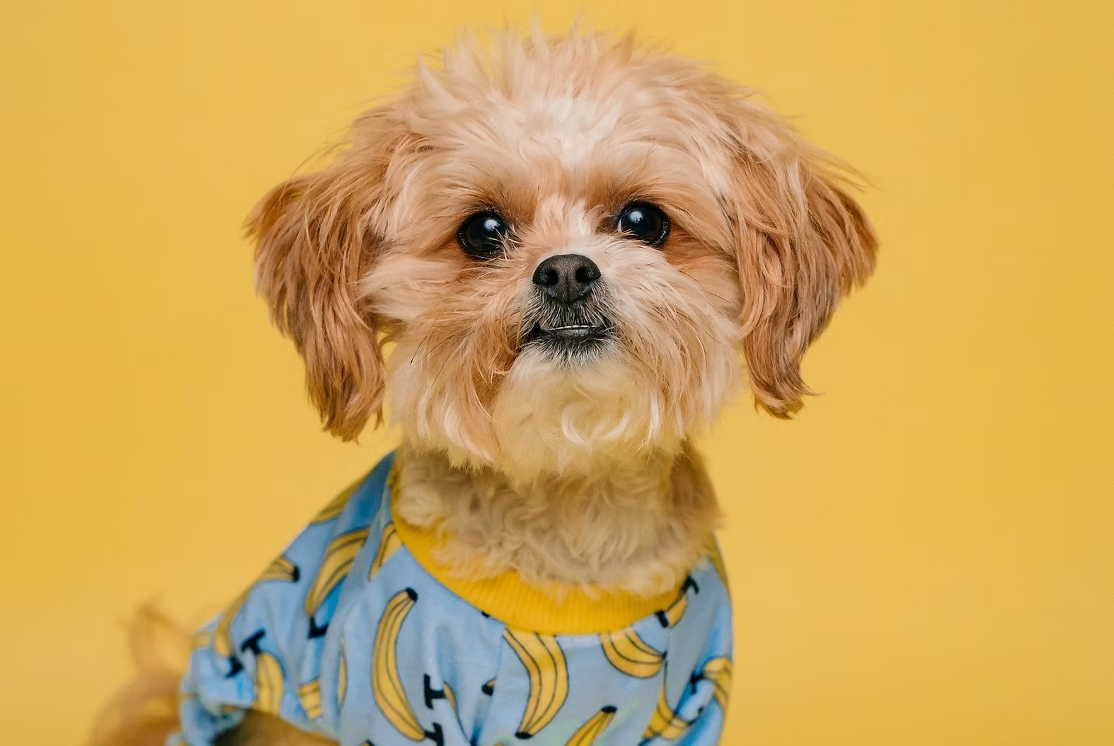 pet grooming