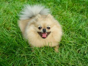 teacup pomeranian
