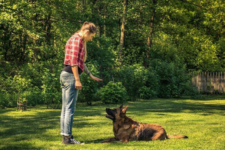 dog training